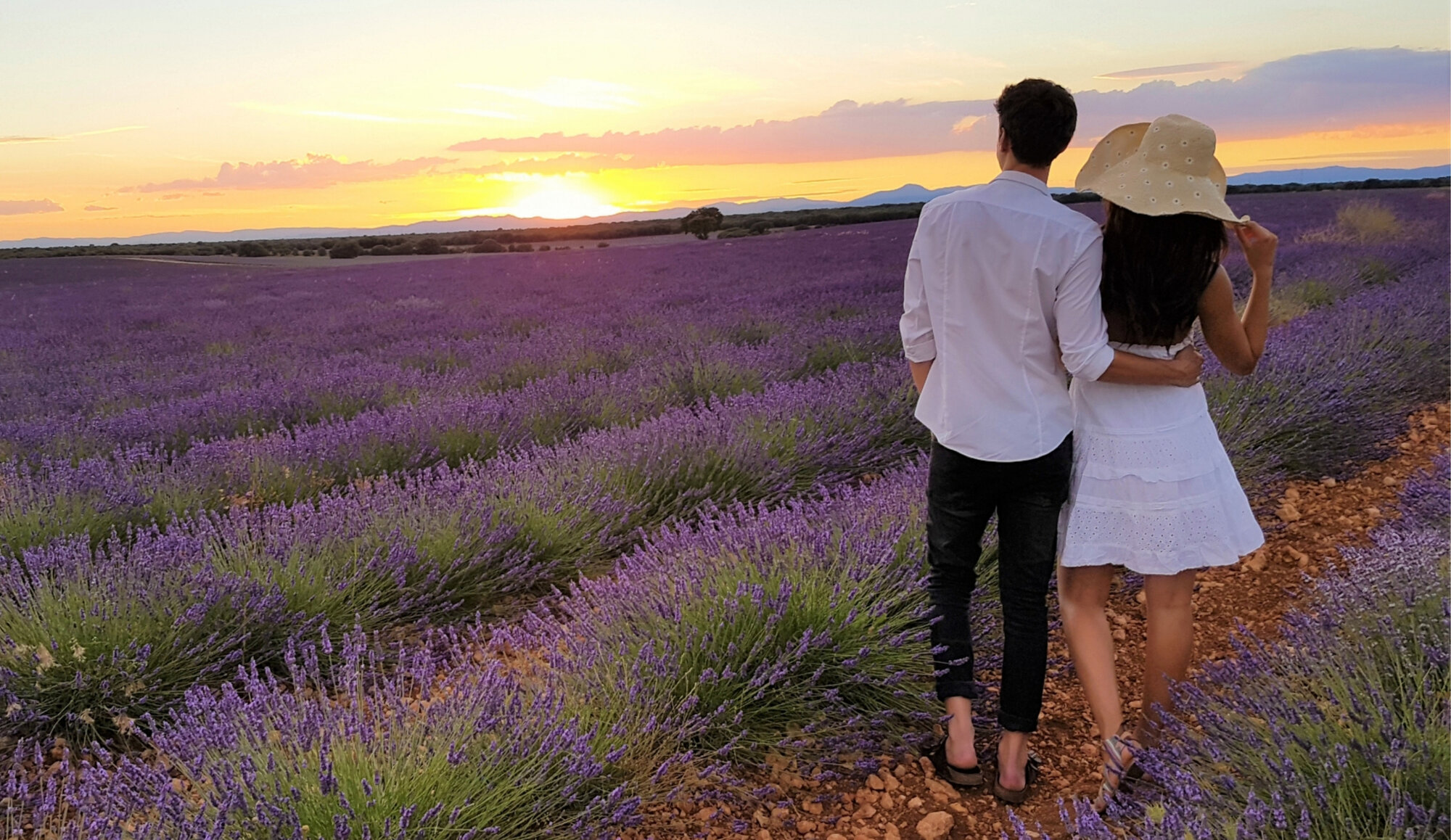 Campos de lavanda de Brihuega al atardecer